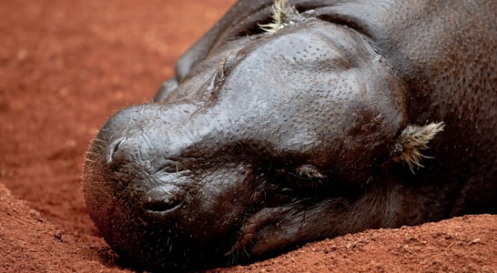 National Pygmy Hippo Day