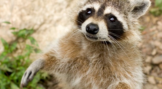 International Raccoon Appreciation Day