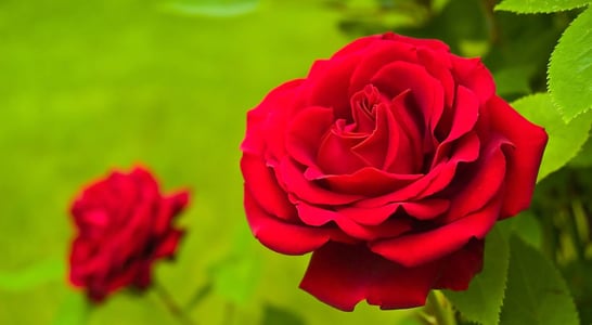 National Red Rose Day