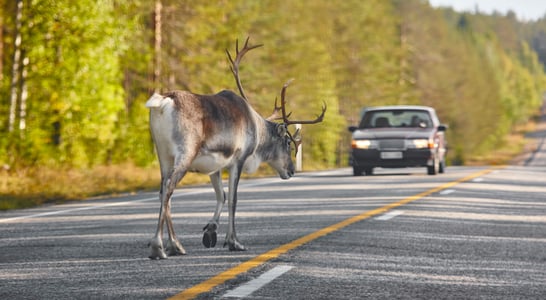 National Roadkill Day