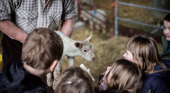 Royal National Agricultural Show Day Queensland