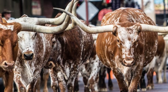 Running of the Bulls