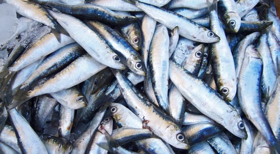 National Sardines Day