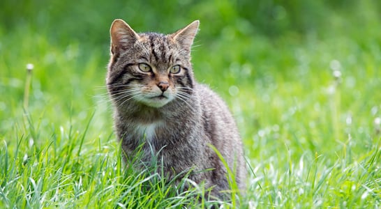 Scottish Wildcat Day