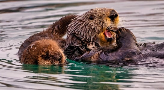 Sea Otter Awareness Week