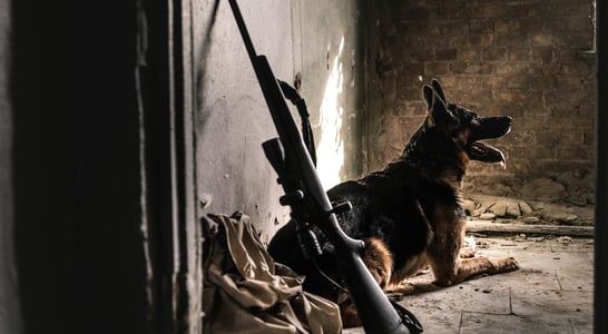 National K9 Veterans Day