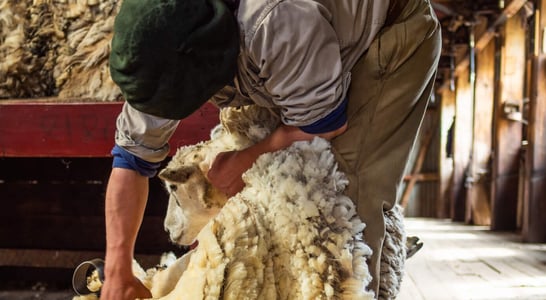 Sheep Shearing Festival