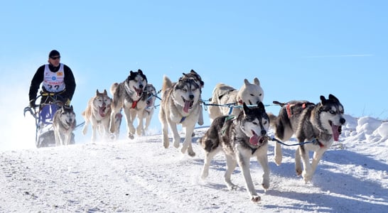 National Sled Dog Day