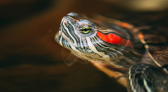 Turtle Adoption Day