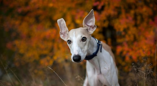 National Whippet Day