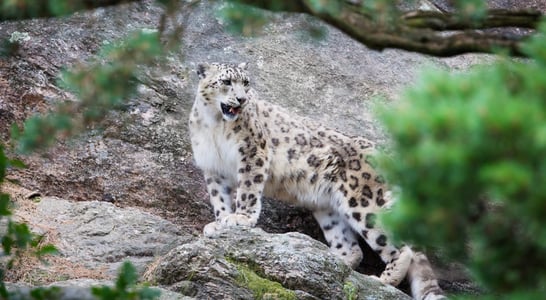 International Snow Leopard Day