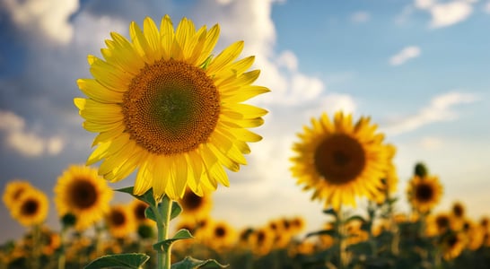 National Sunflower Day