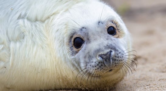 International Day of Action Against Canadian Seal Slaughter