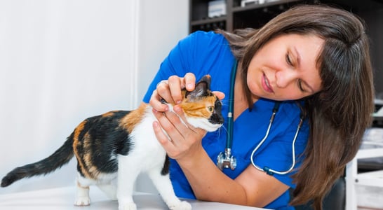 National Take Your Cat to the Vet Day