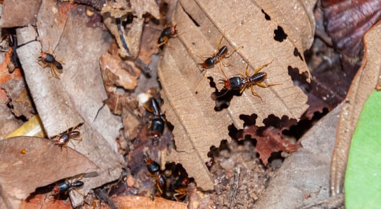 Termite Awareness Week