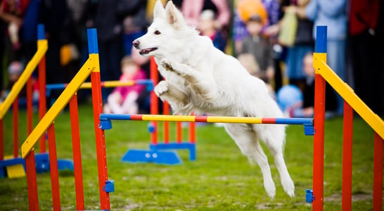 The National Dog Show