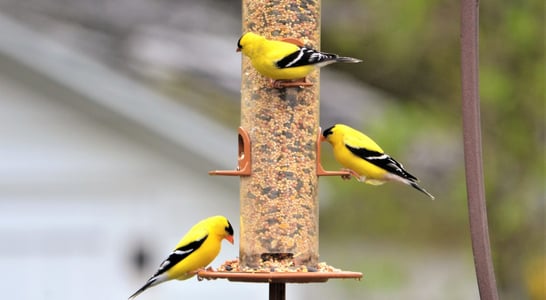 Feed the Birds Day