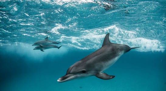 World Dolphin Day