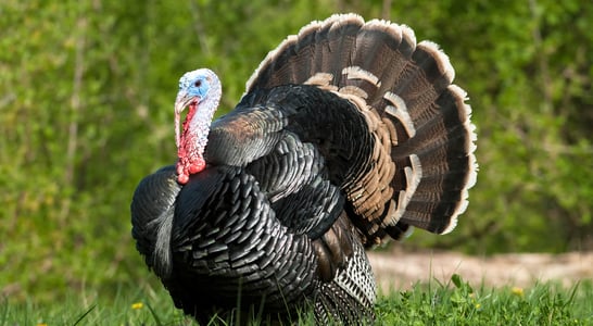 National Turkey Lovers’ Day