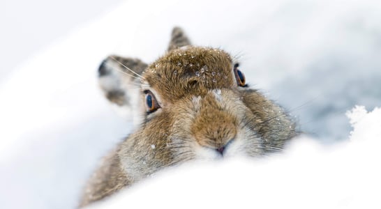 Mountain Hare Day