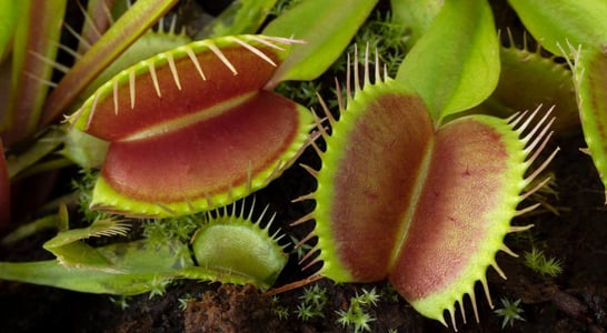 World Carnivorous Plant Day