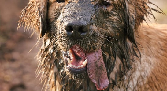 Muddy Dog Day