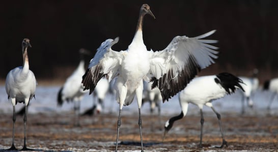 Whooping Crane Festival