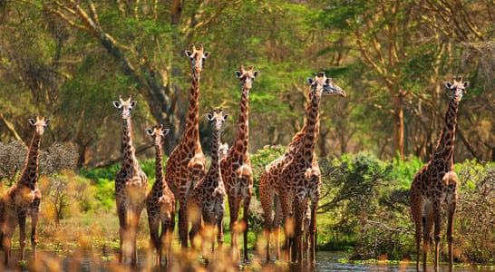 World Giraffe Day