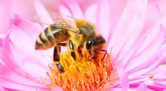 World Honey Bee Day