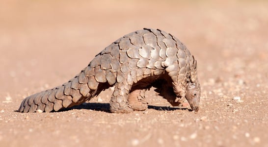 World Pangolin Day