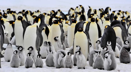 World Penguin Day