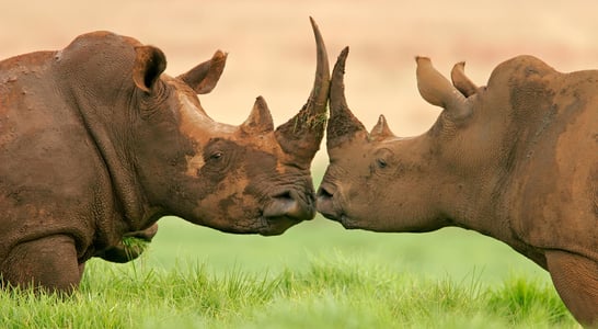 World Rhino Day