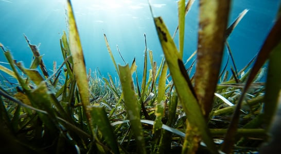 World Seagrass Day