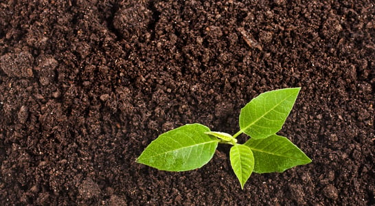 World Soil Day