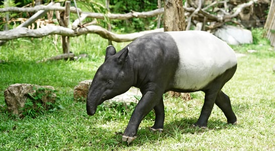 World Tapir Day