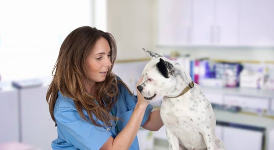 World Veterinary Day