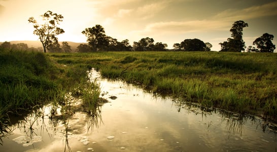 World Wetlands Day