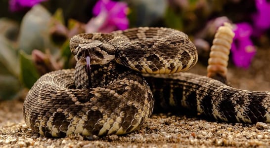 World’s Largest Rattlesnake Roundup