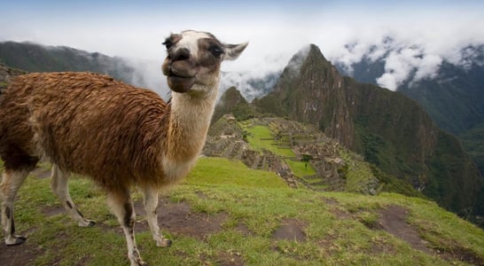 International Year Of Camelids