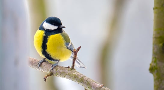 RSPB Feed the Birds Day