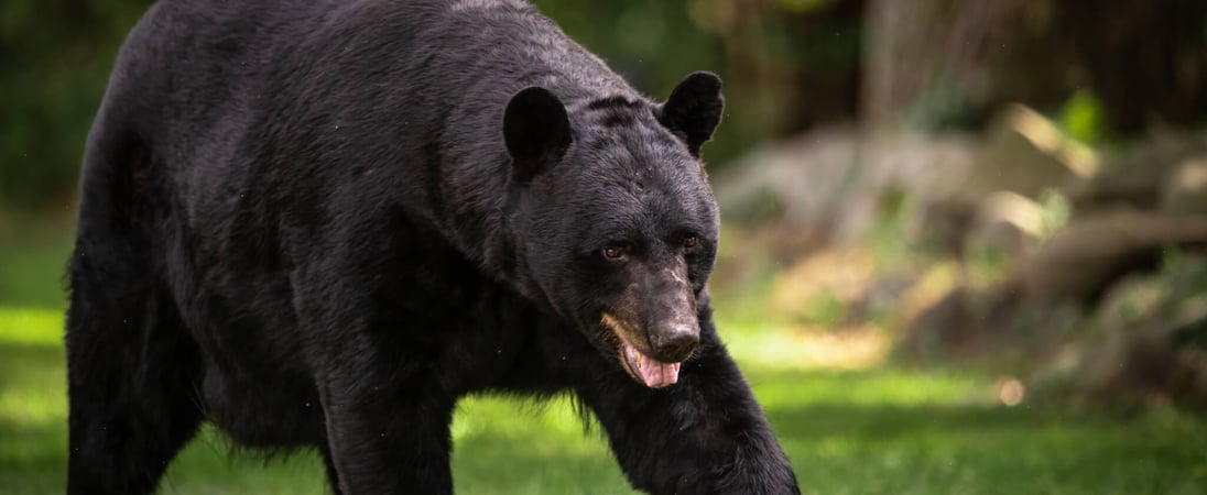 National Black Bear Day