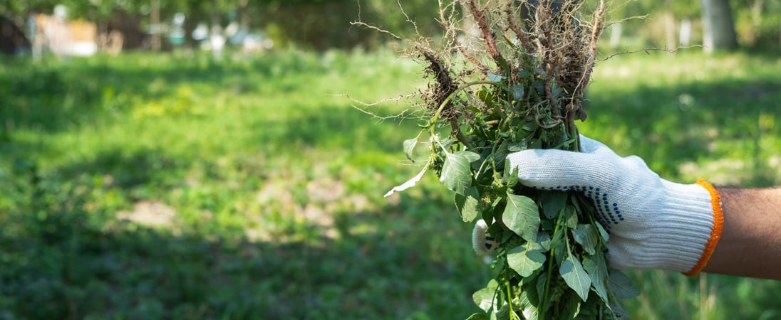 National Invasive Species Awareness Week