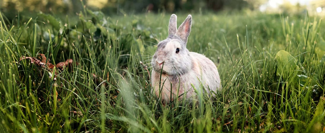 Adopt a Rescued Rabbit Month