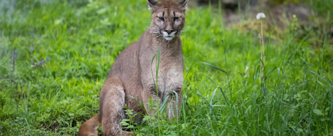 Save the Florida Panther Day