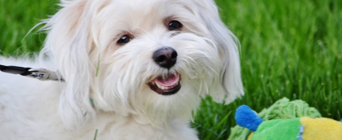 Coton de Tulear Day