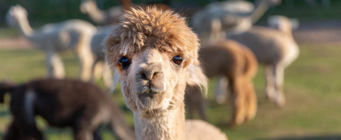 National Alpaca Day