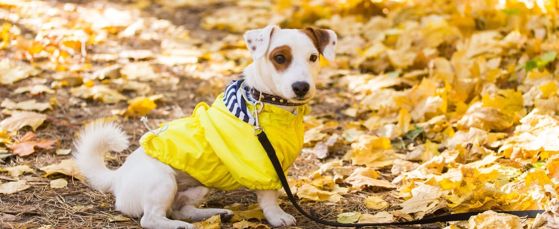 National #DogsInYellow Day