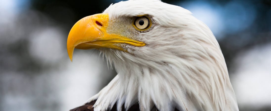 National American Eagle Day