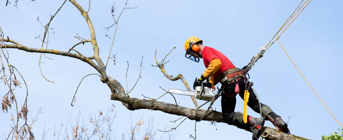 Arborist Appreciation Day