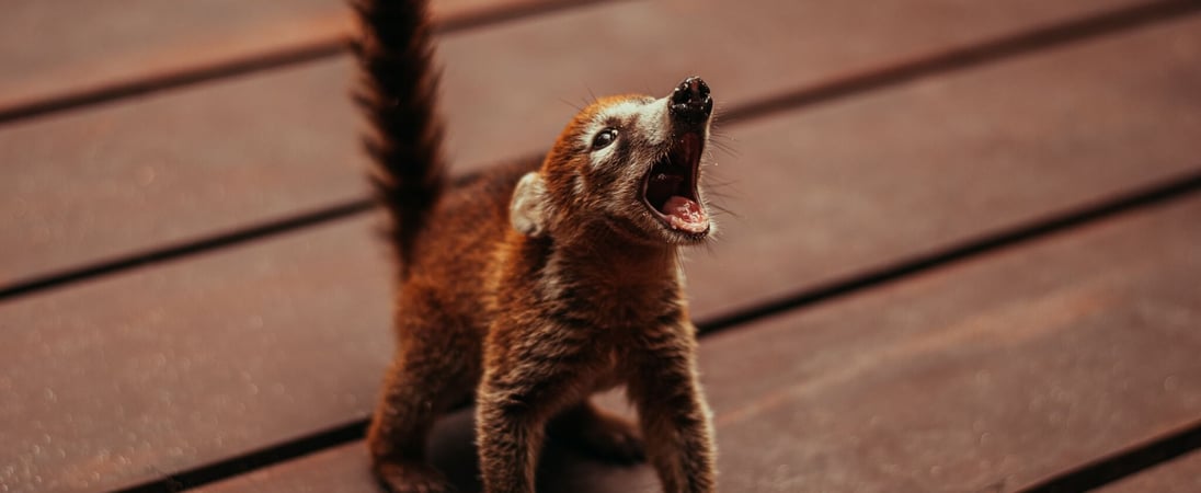 World Coati Day